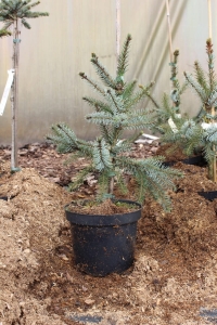 Świerk serbski 'Pendula'