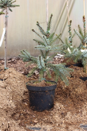 Picea omorika Pendula
