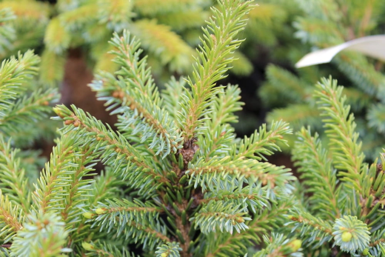 Picea omorika Nana