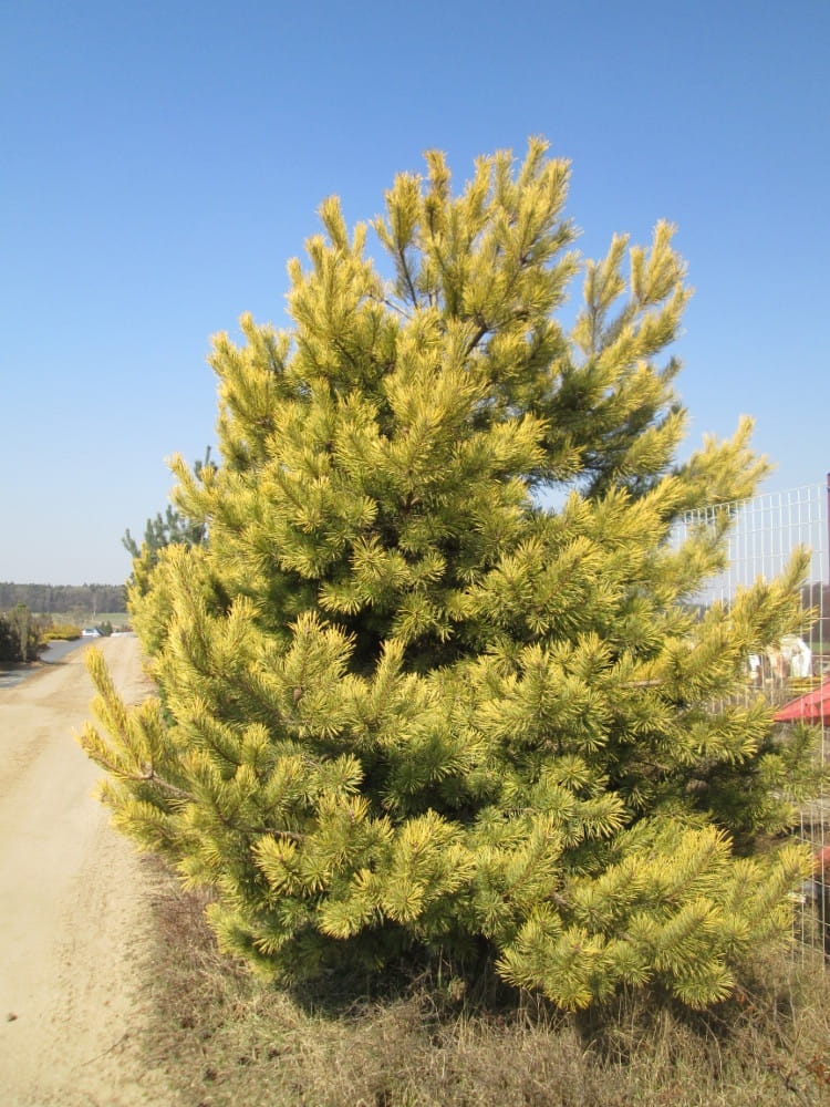 Pinus sylvestris Aurea