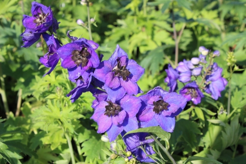 Delphinium x hybrida Magic Fontain Dark Blue