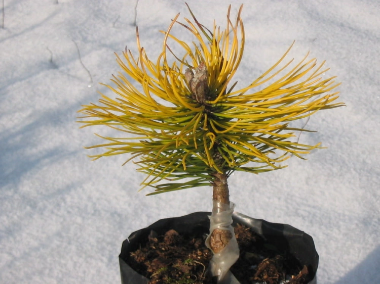 Pinus mugo Zundert