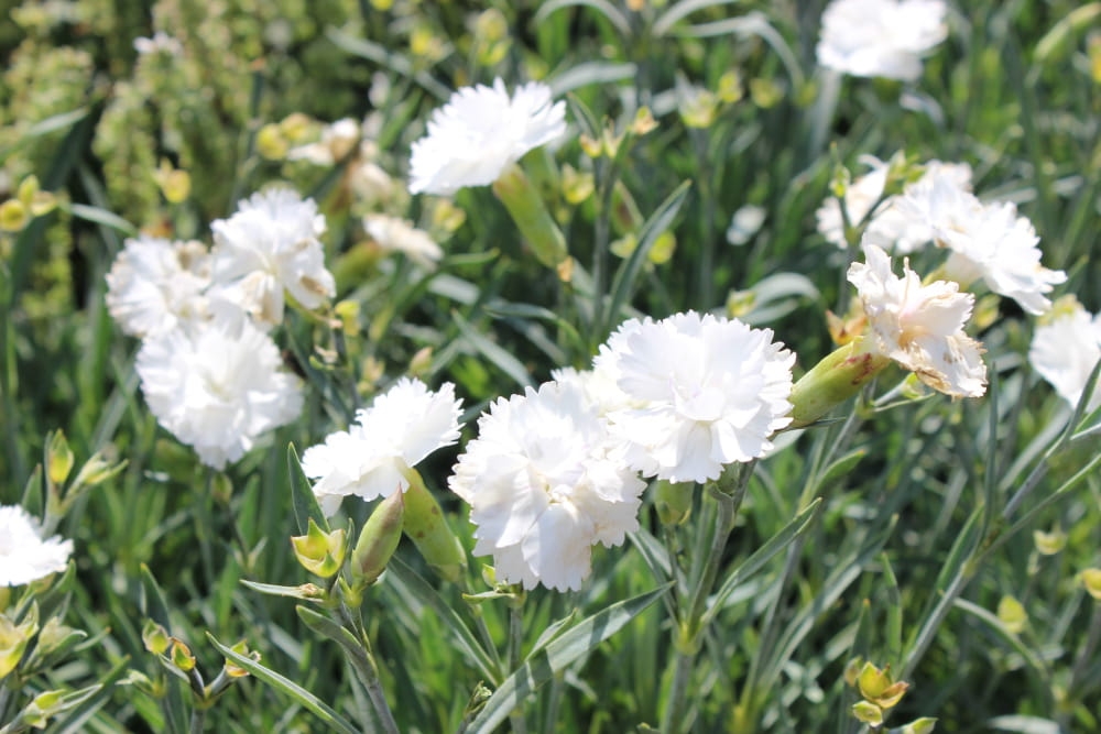 Dianthus Angel of Purity