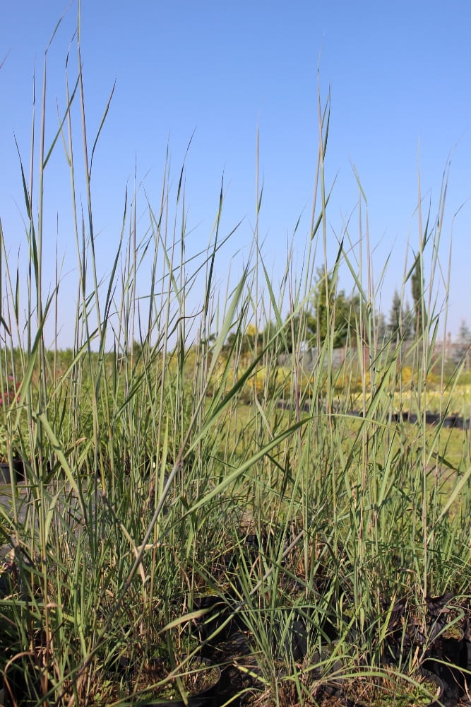 Sorghastrum nutans Indian Steel