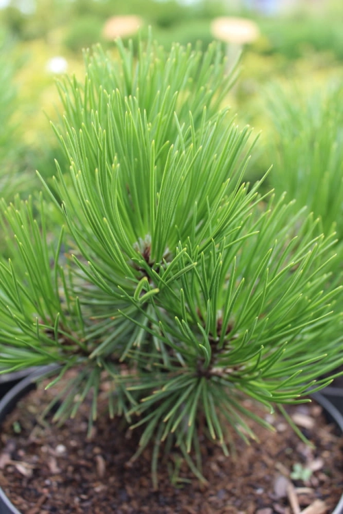 Pinus heldreichii