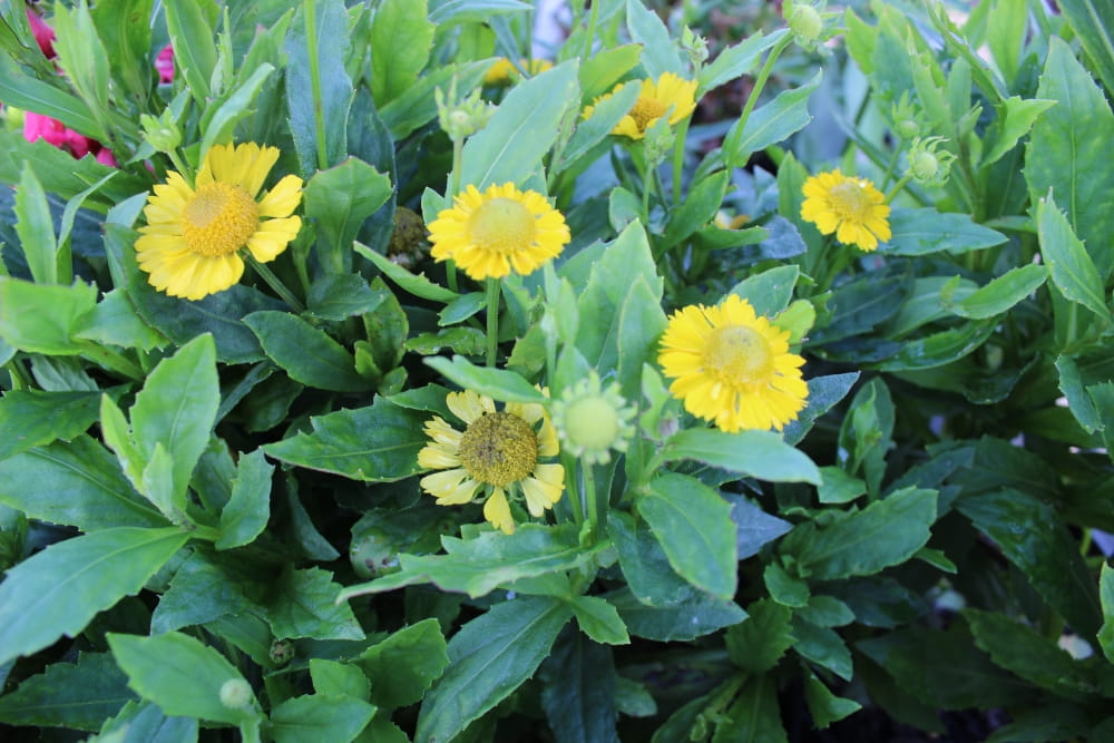 Hellenium hybridum Mariachi Sombrero