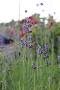 Lawenda 'Hidcote Blue'