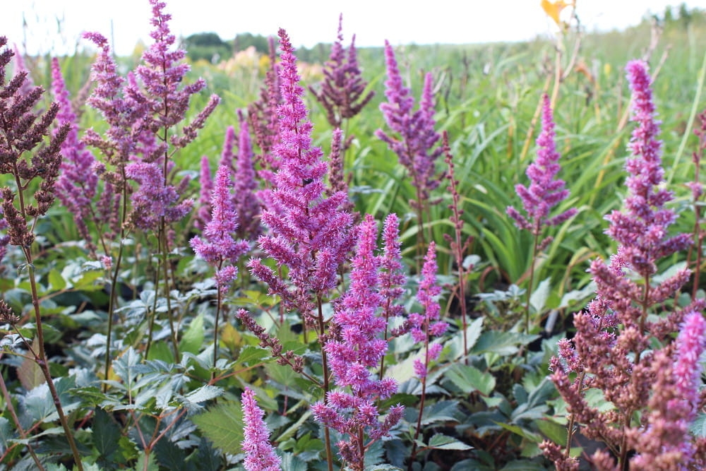 Astilbe Maggie Daley