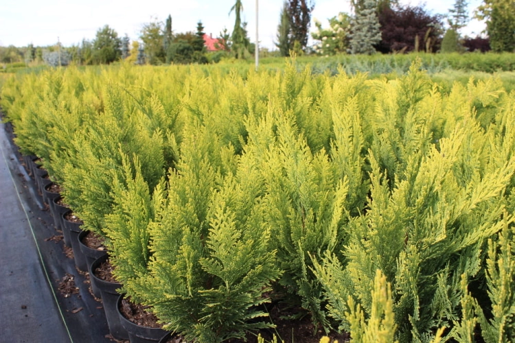 Chamaecyparis lawsoniana Kelleris Gold