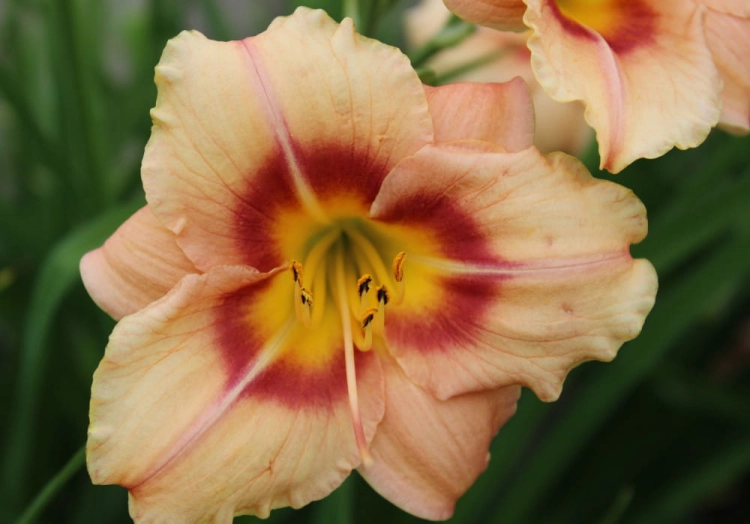 Hemerocallis Buffy's Doll