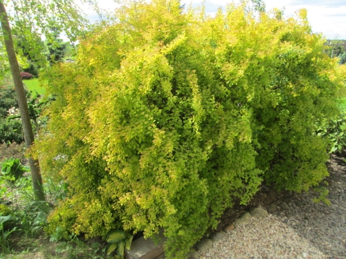 Spiraea x vanhouttei Gold Fountain
