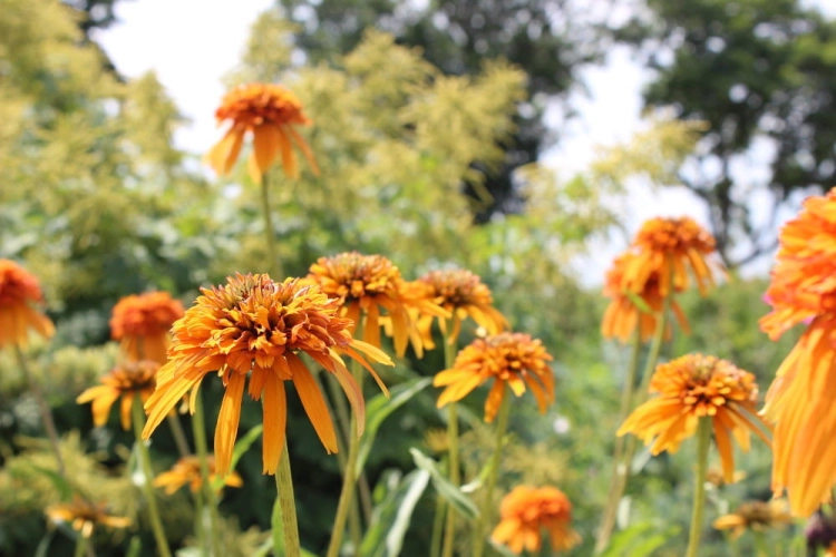 Echinacea Marmalade