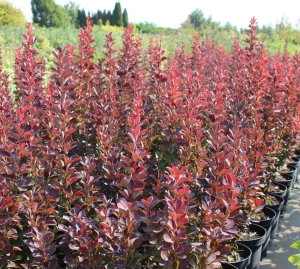 Berberys Thunberga 'Red Pillar'