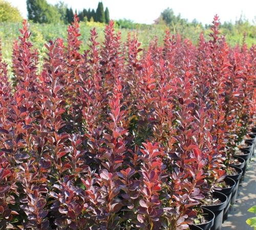 Berberis thunbergii Red Pillar
