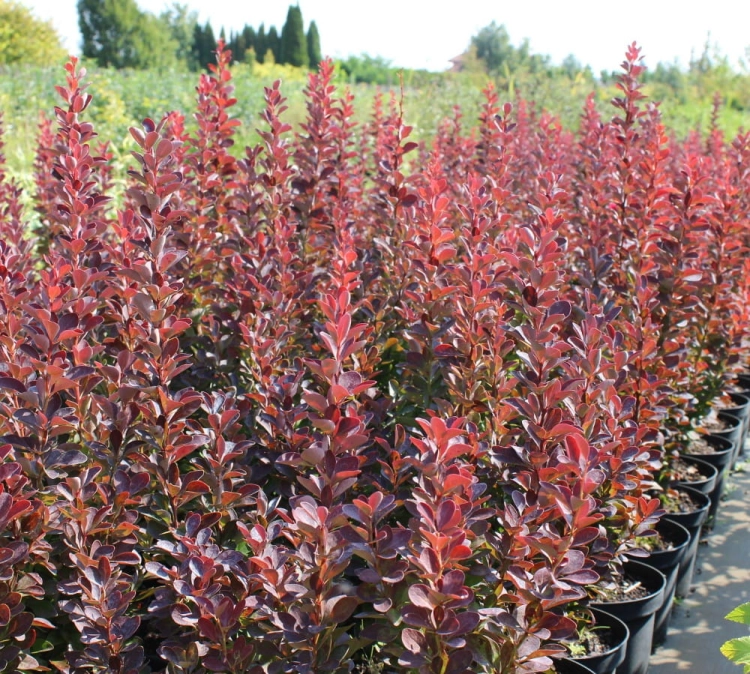 Berberis thunbergii Red Pillar