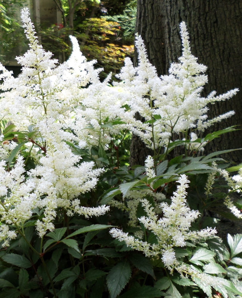 Astilbe Washington