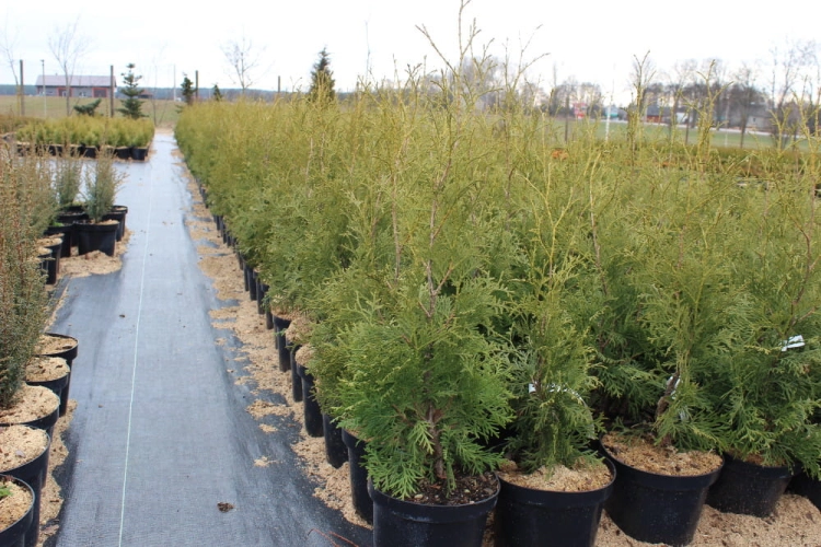 Thuja occidentalis  Columna