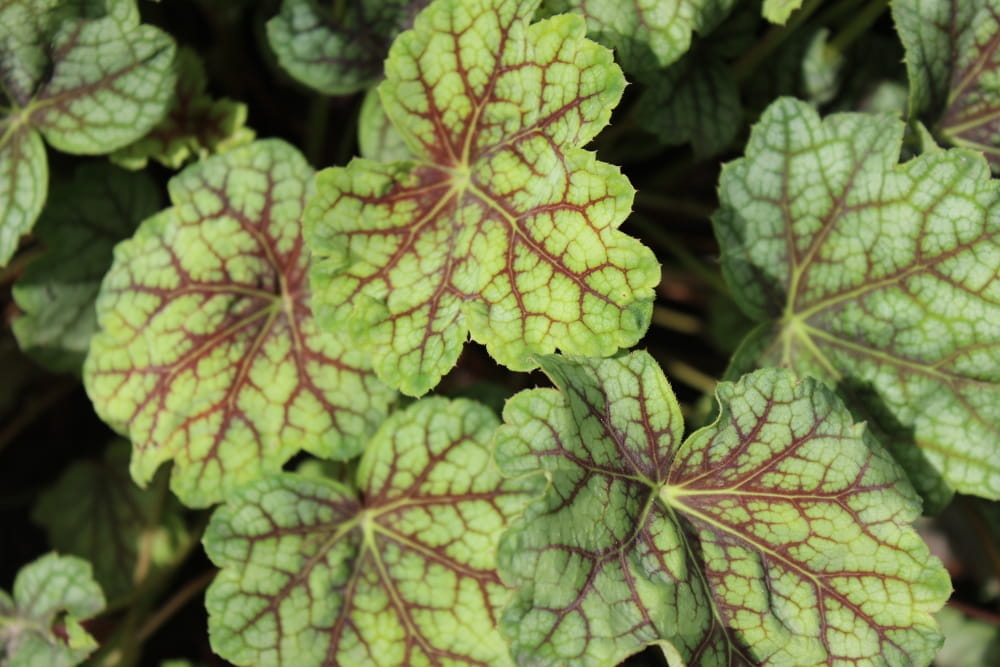 Heuchera Green Spice