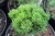 Pinus mugo Picobello