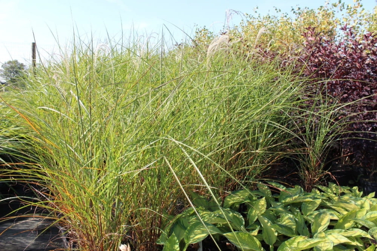 Miscanthus sinensis Graziella