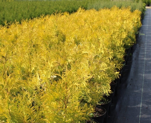 Thuja occidentalis Yellow Ribbon