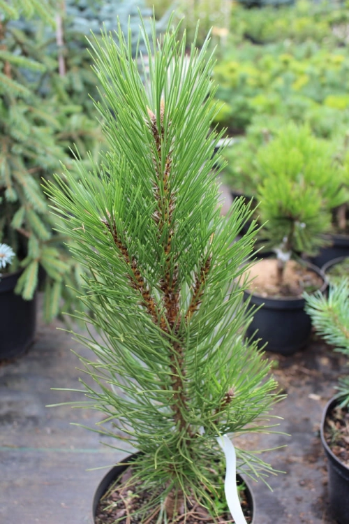Pinus nigra Molette