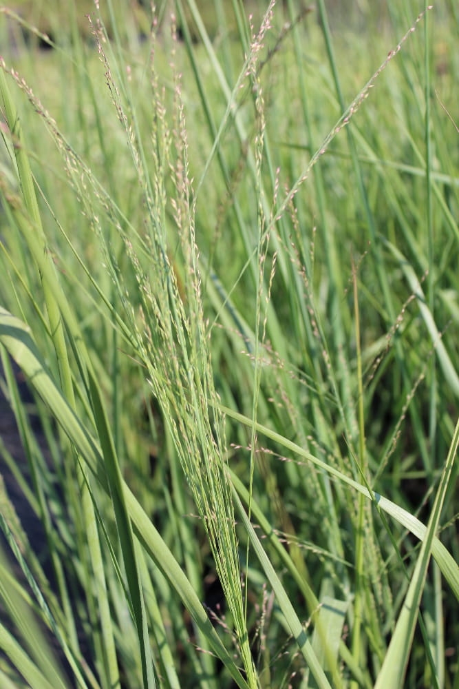 Panicum virgatum Cloud Nine