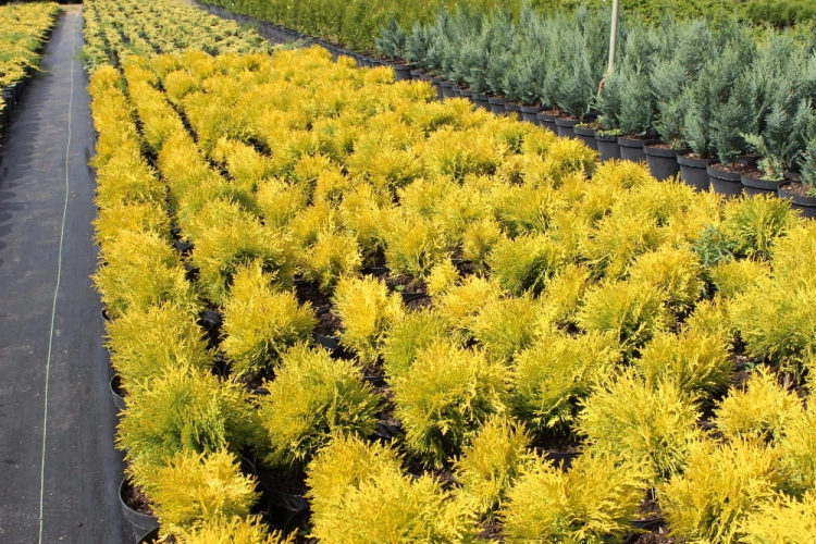 Thuja occidentalis Amber Glow
