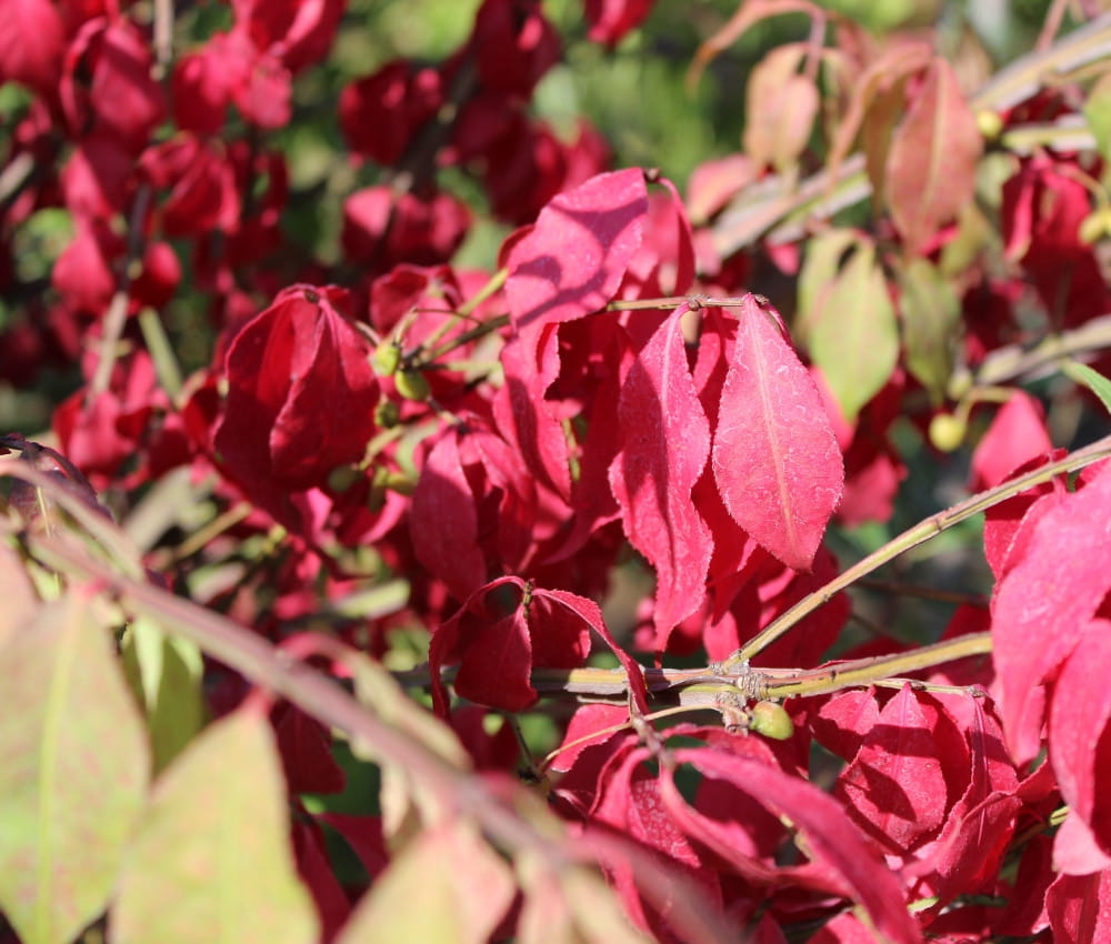 Euonymus alatus Chicago Fire