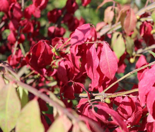 Euonymus alatus Chicago Fire