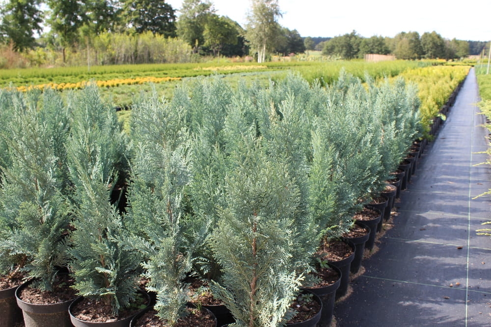 Chamaecyparis lawsoniana Pembury Blue