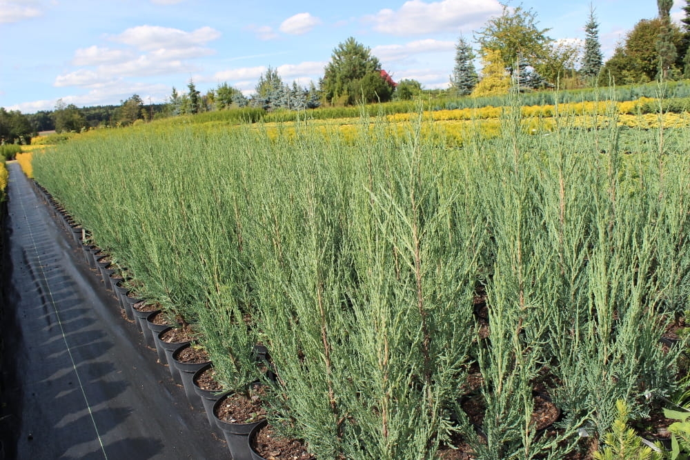 Juniperus scopulorum Blue Arrow