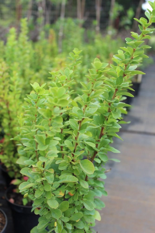 Berberis thunbergii Erecta