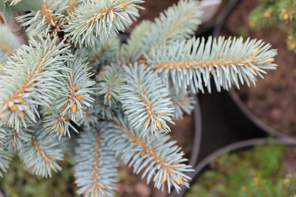 Picea pungens Glauca Compacta