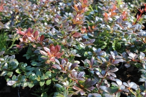 Berberys pośredni 'Red Jewel'