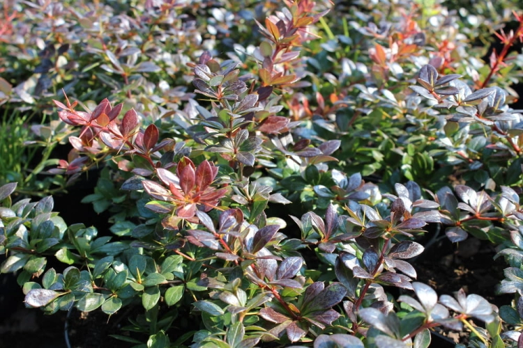 Berberis x media Red Jewel