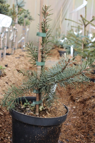 Picea breweriana