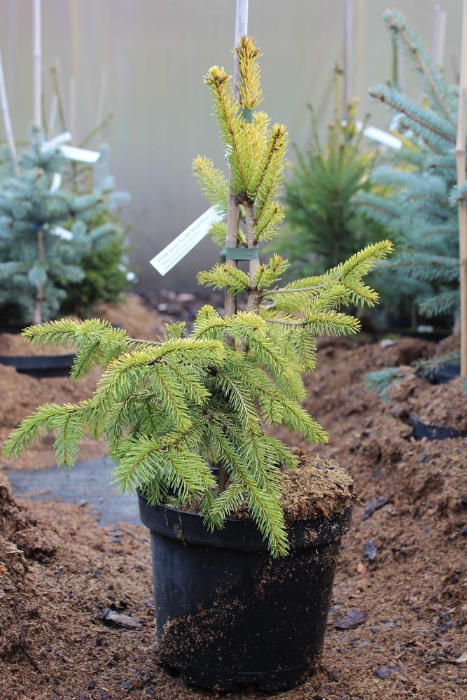 Picea abies Aurea Magnifica