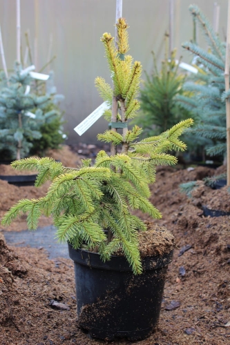 Picea abies Aurea Magnifica
