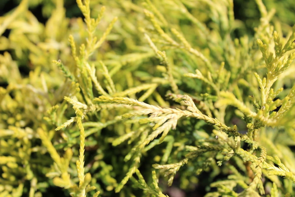 Chamaecyparis pisifera Golden Mop
