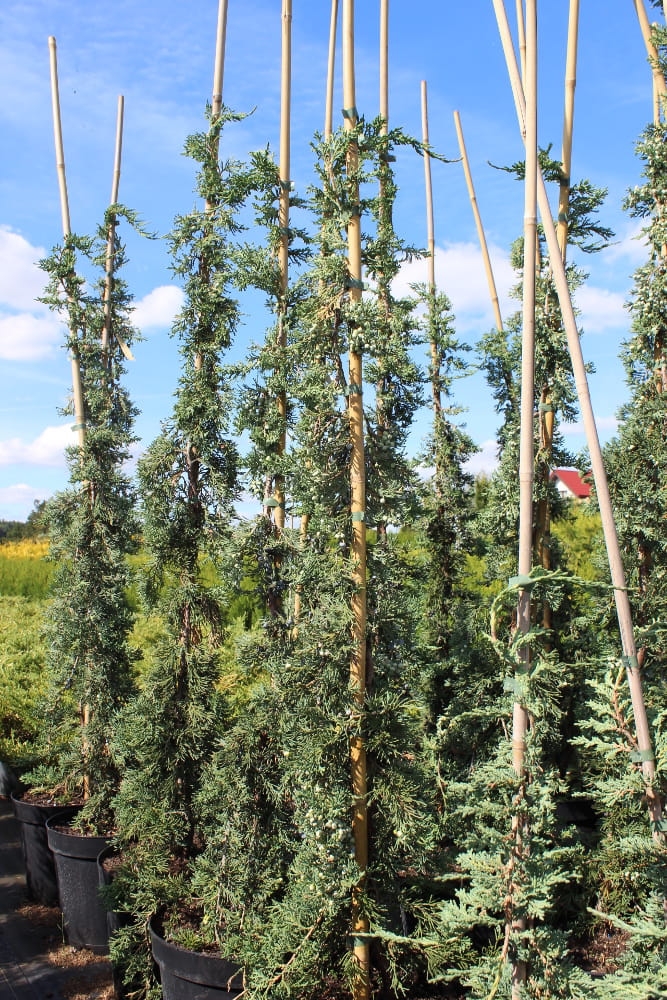 Juniperus horizontalis Wiltonii