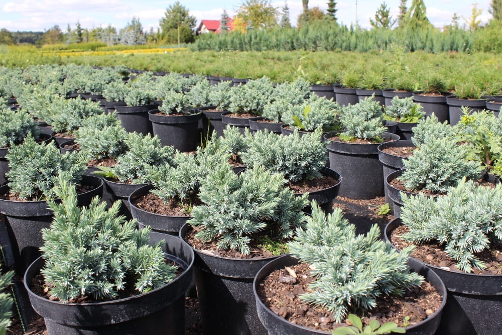 Juniperus squamata Blue Star