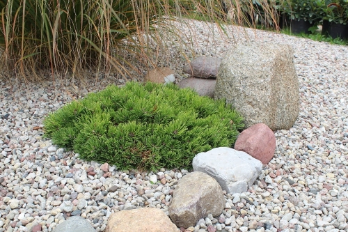 Pinus mugo Dysk