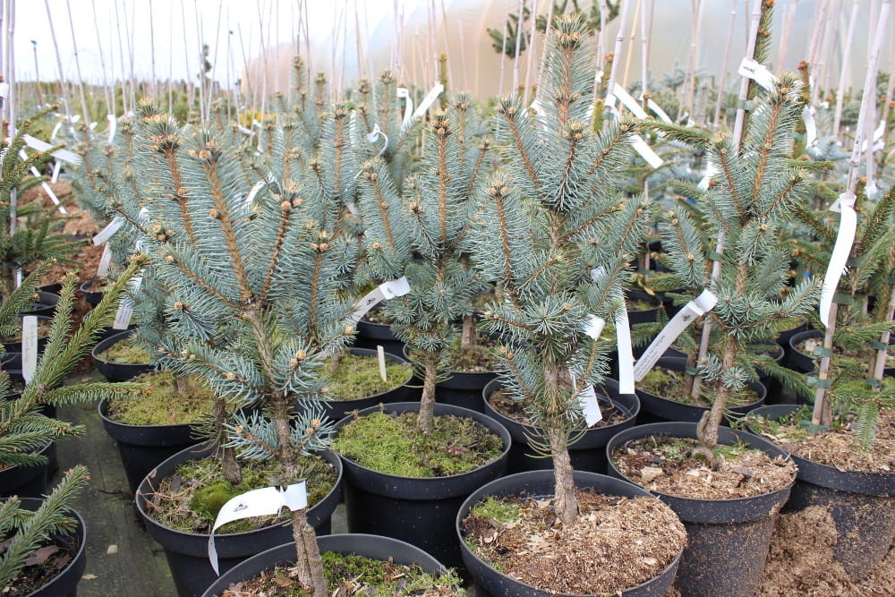 Picea pungens Iseli Fastigiate