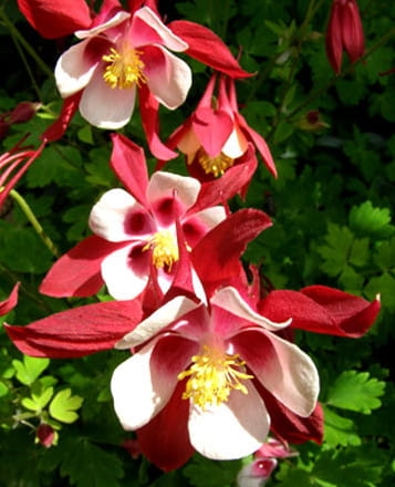 Aquilegia Crimson Star