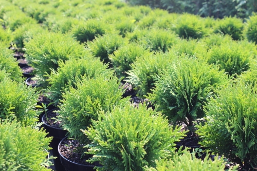 Thuja occidentalis Danica