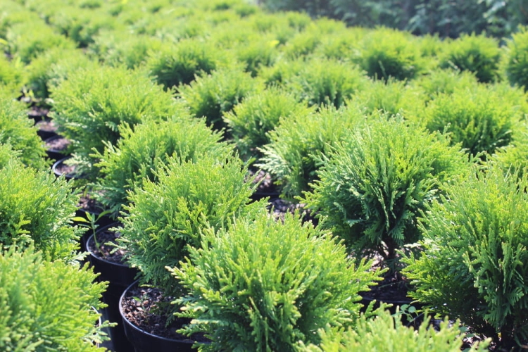 Thuja occidentalis Danica