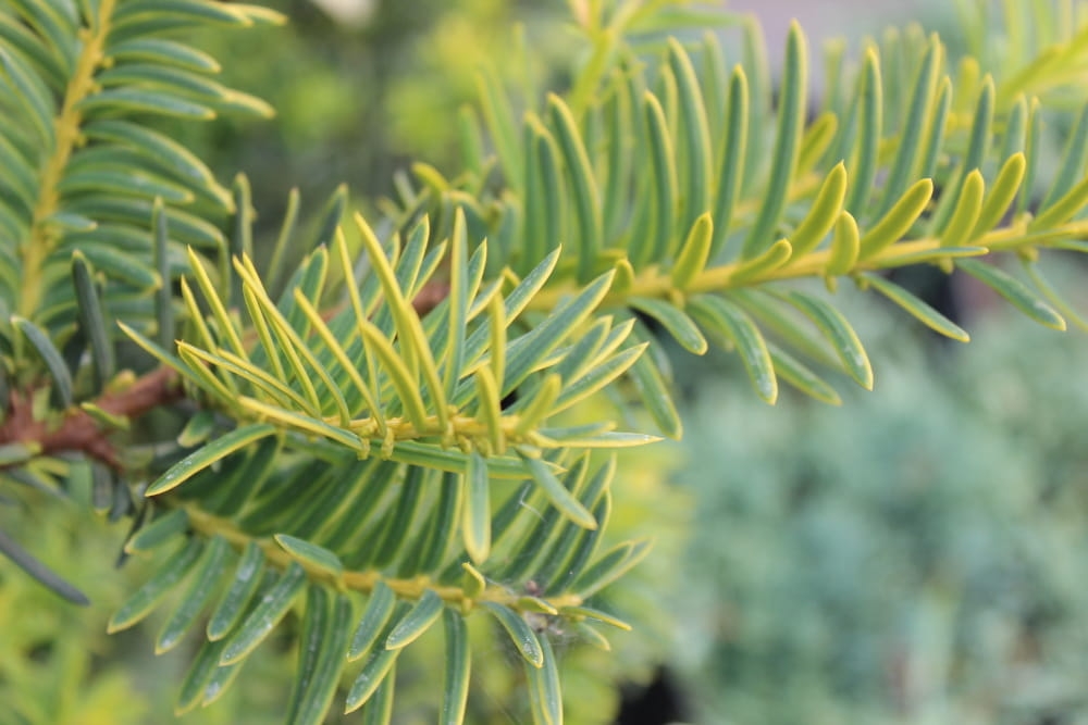 Taxus baccata Summergold