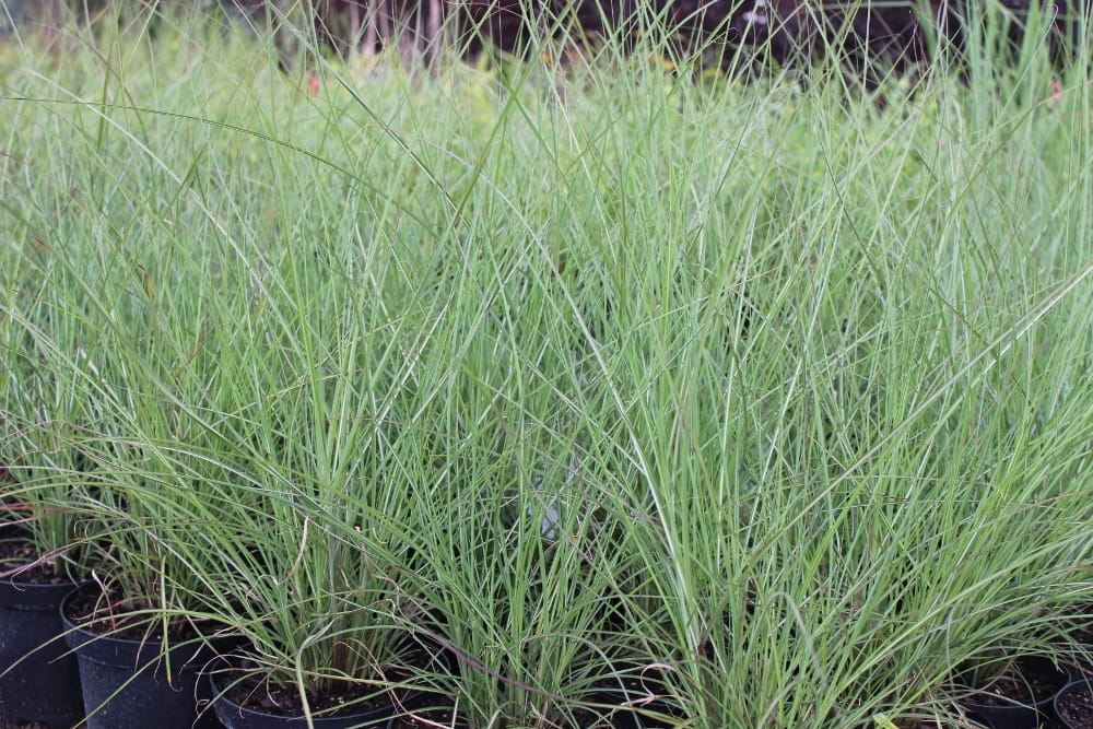 Miscanthus sinensis Adagio