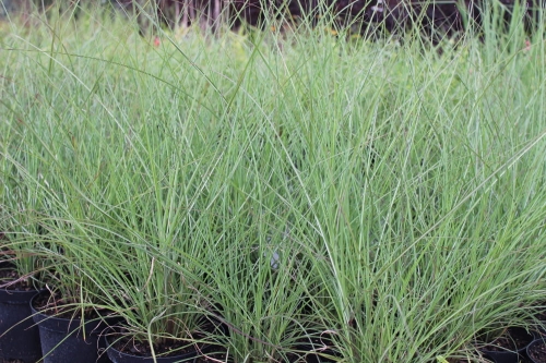 Miscanthus sinensis Adagio